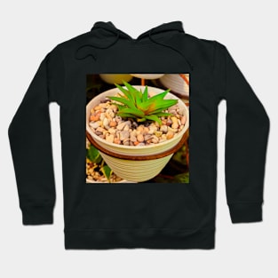 Green succulent in white pot with white stones. Hoodie